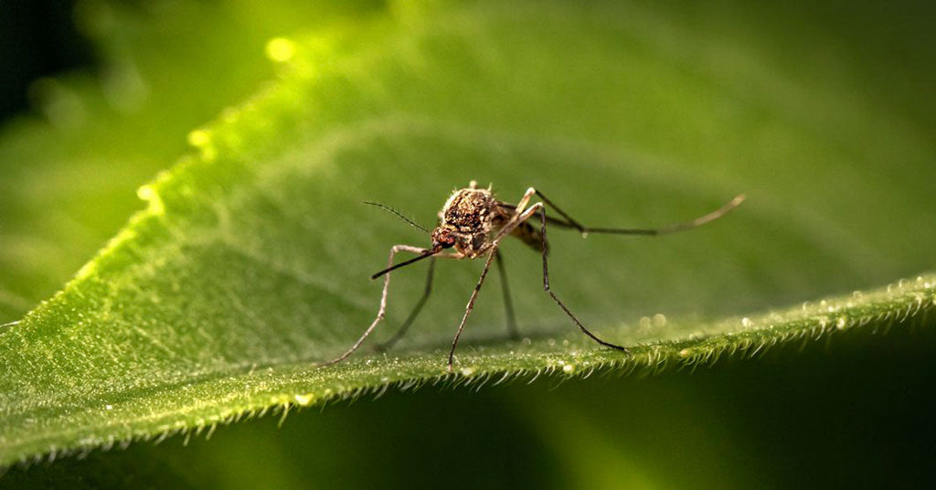 How to avoid catching Japanese Encephalitis